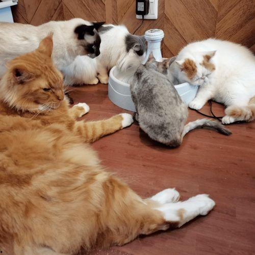 娱乐吃瓜君折耳猫,折耳猫的神秘魅力与争议