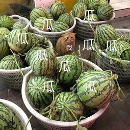 娱乐吃瓜中,揭秘明星幕后故事，吃瓜群众狂欢时刻
