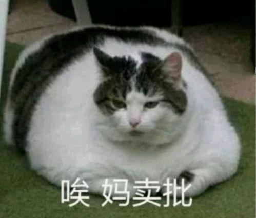 七七和铲屎官娱乐吃瓜君,吃瓜君带你揭秘娱乐圈幕后故事